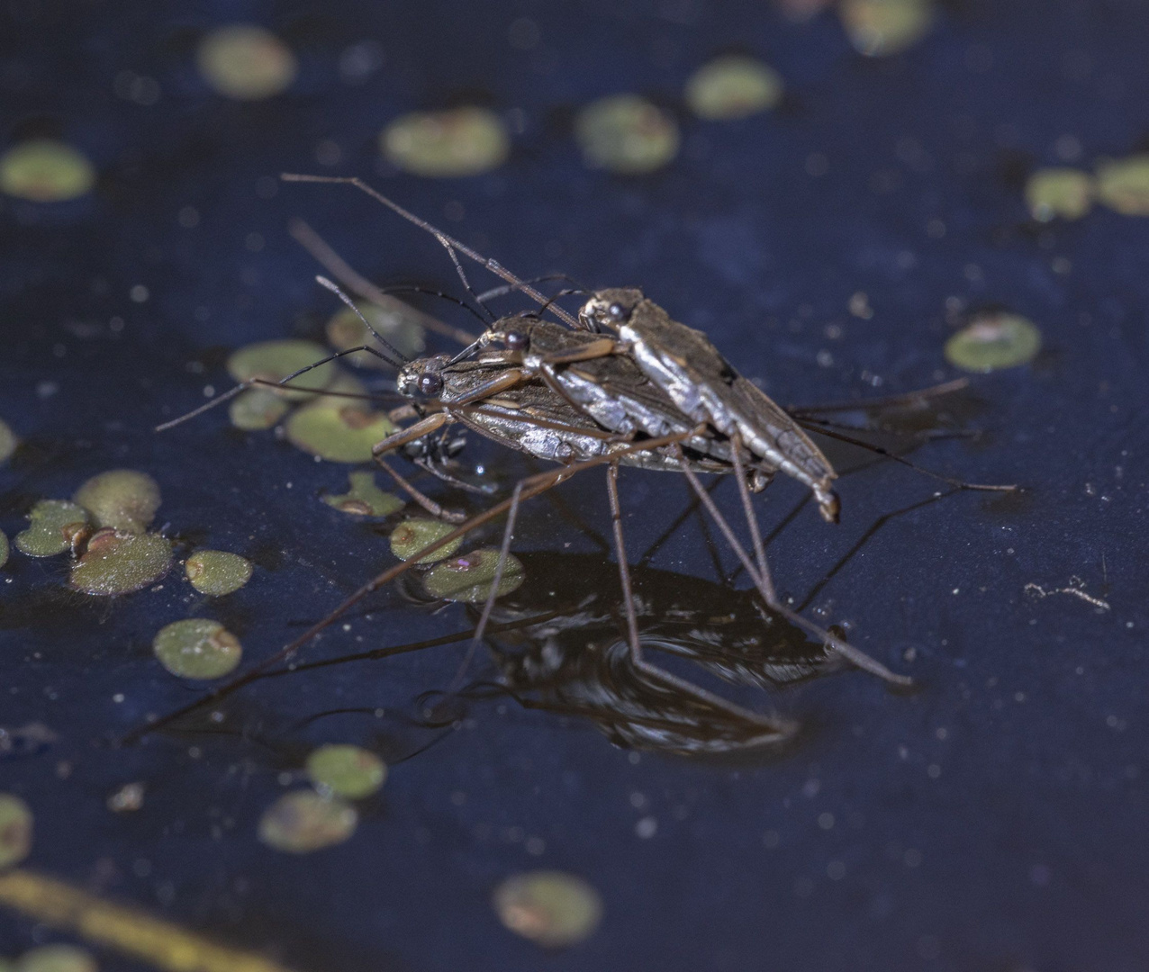 Drei Wasserläufer, gestapelt ;-)