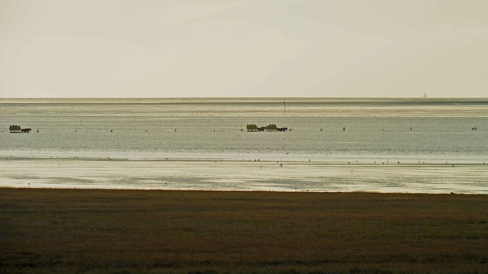 Drei Wattkutschen auf dem Weg von Cuxhaven-Sahlenburg nach Neuwerk