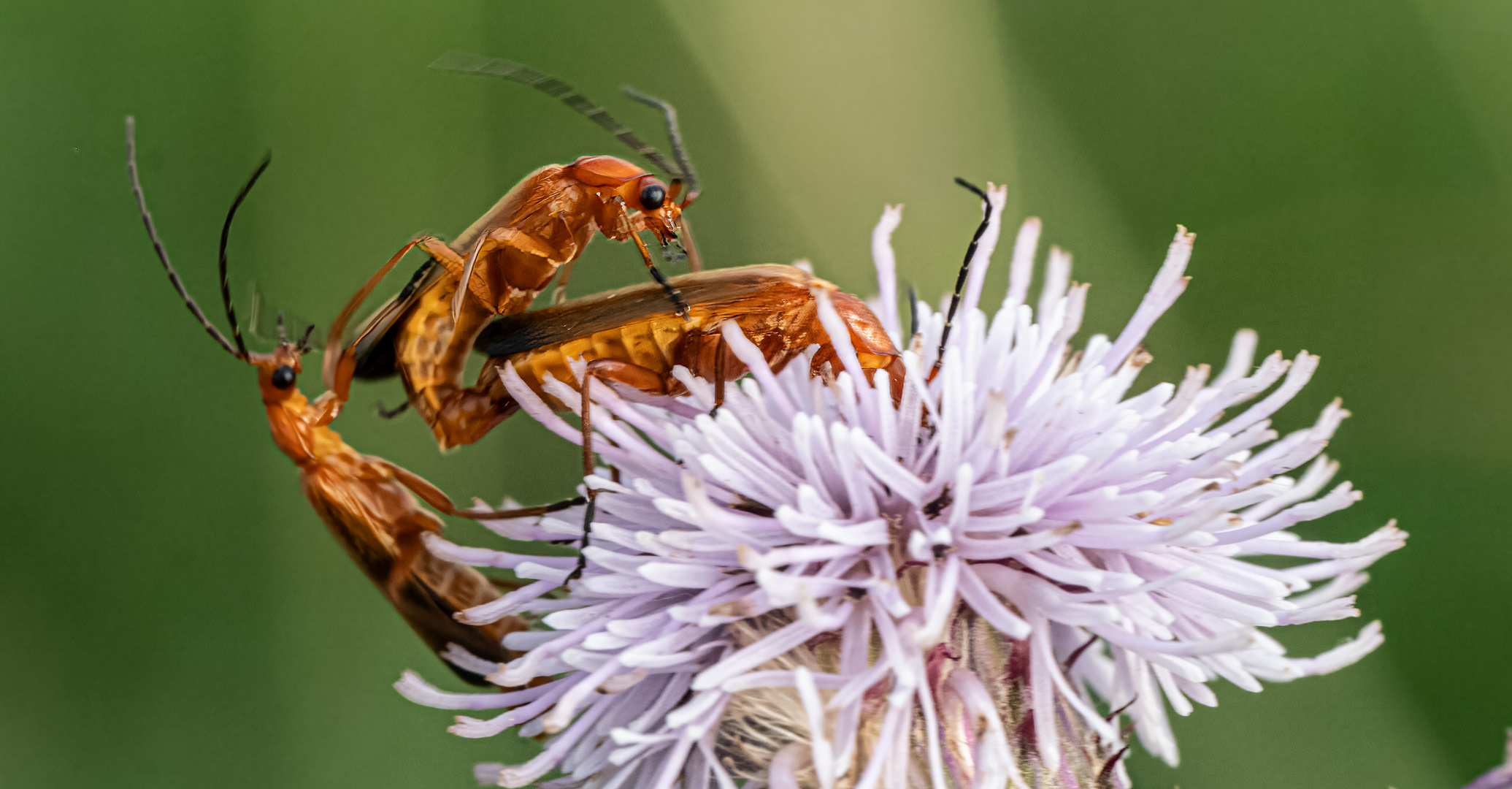 drei Weichkäfer auf Distel