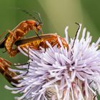 drei Weichkäfer auf Distel