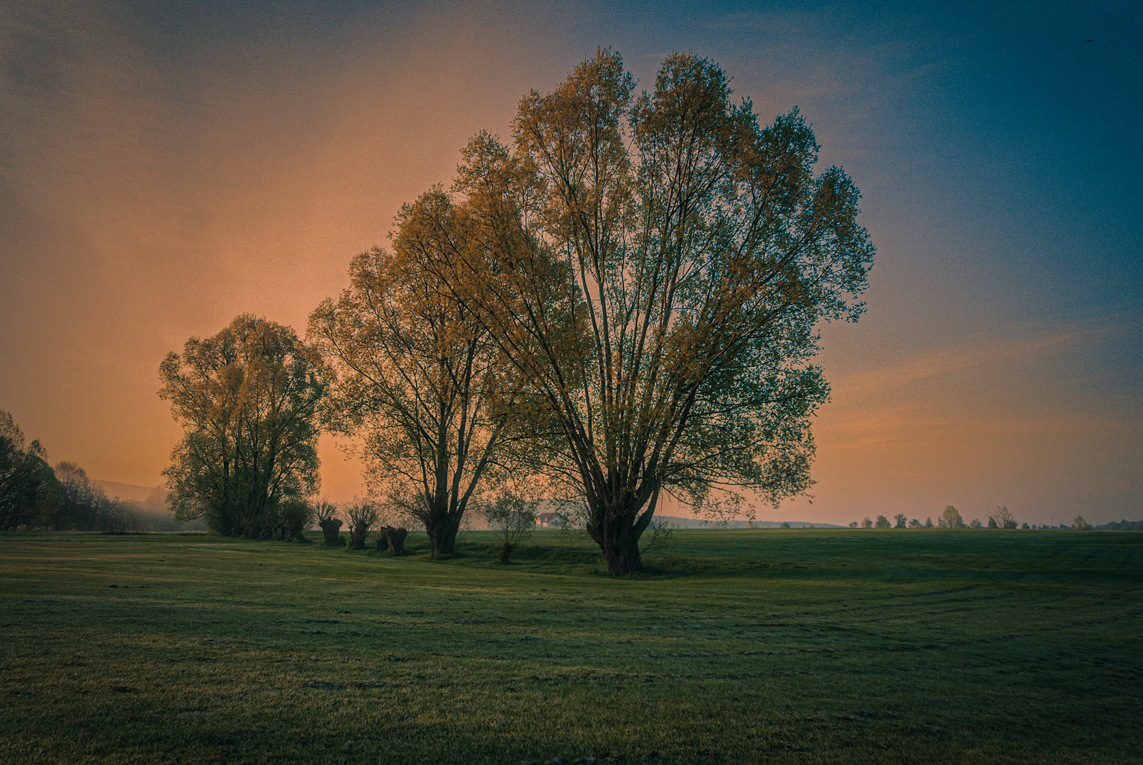 Drei Weiden bei Sonnenaufgang