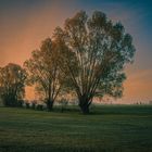 Drei Weiden bei Sonnenaufgang