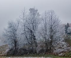 Drei weiße Bäume