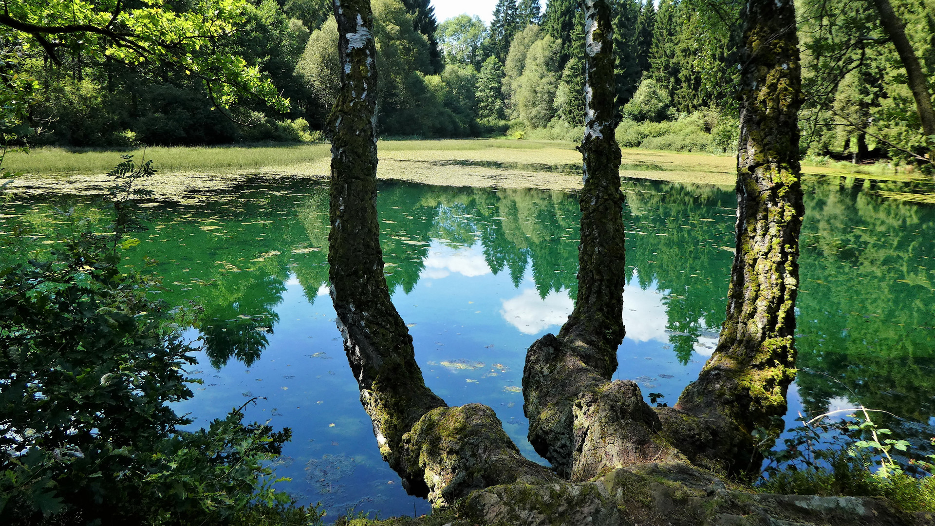 Drei weiße Birken   