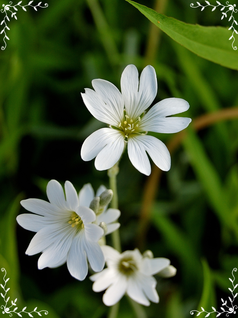 Drei weiße Blümchen