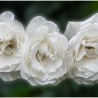 Drei Weiße Rosen !