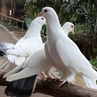 drei weiße Tauben die Nahrung warten