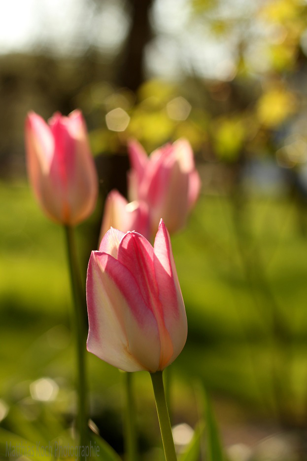 Drei Weiße Tauben ( Rosen )