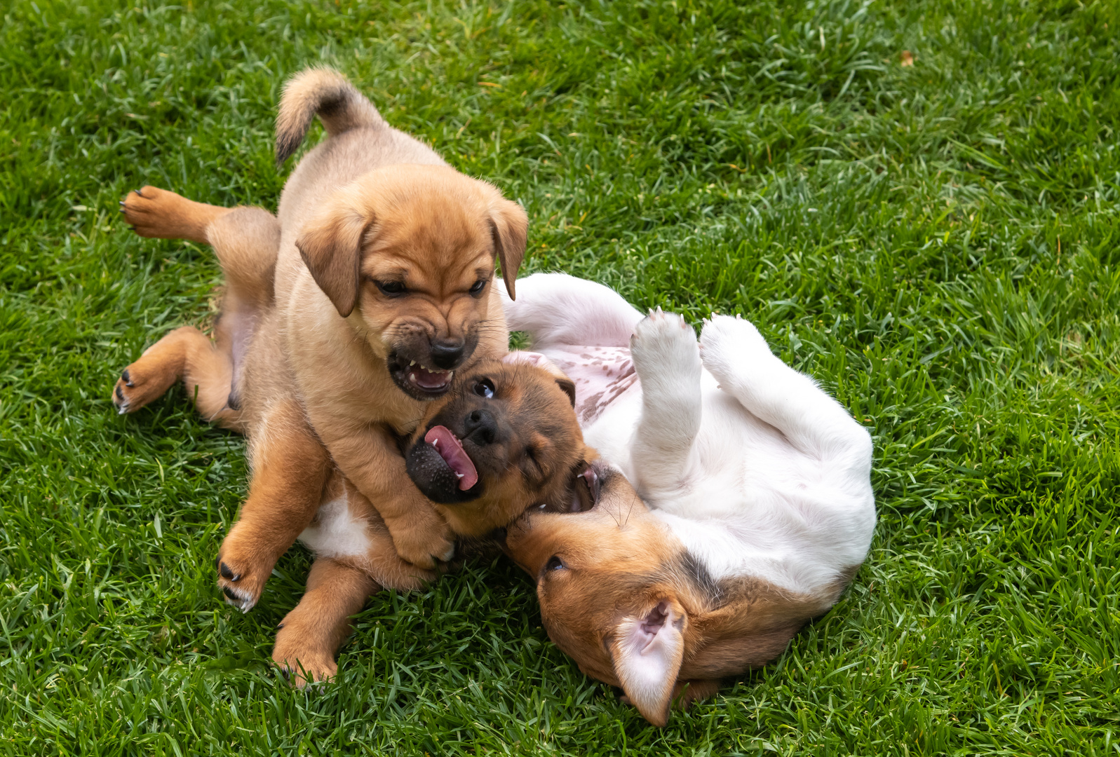 Drei Welpen beim Spielen