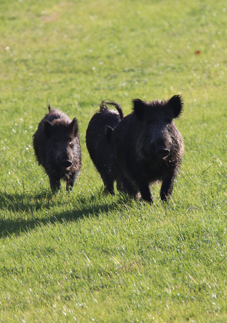 Drei Wildschweine auf einer Wiese