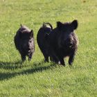 Drei Wildschweine auf einer Wiese