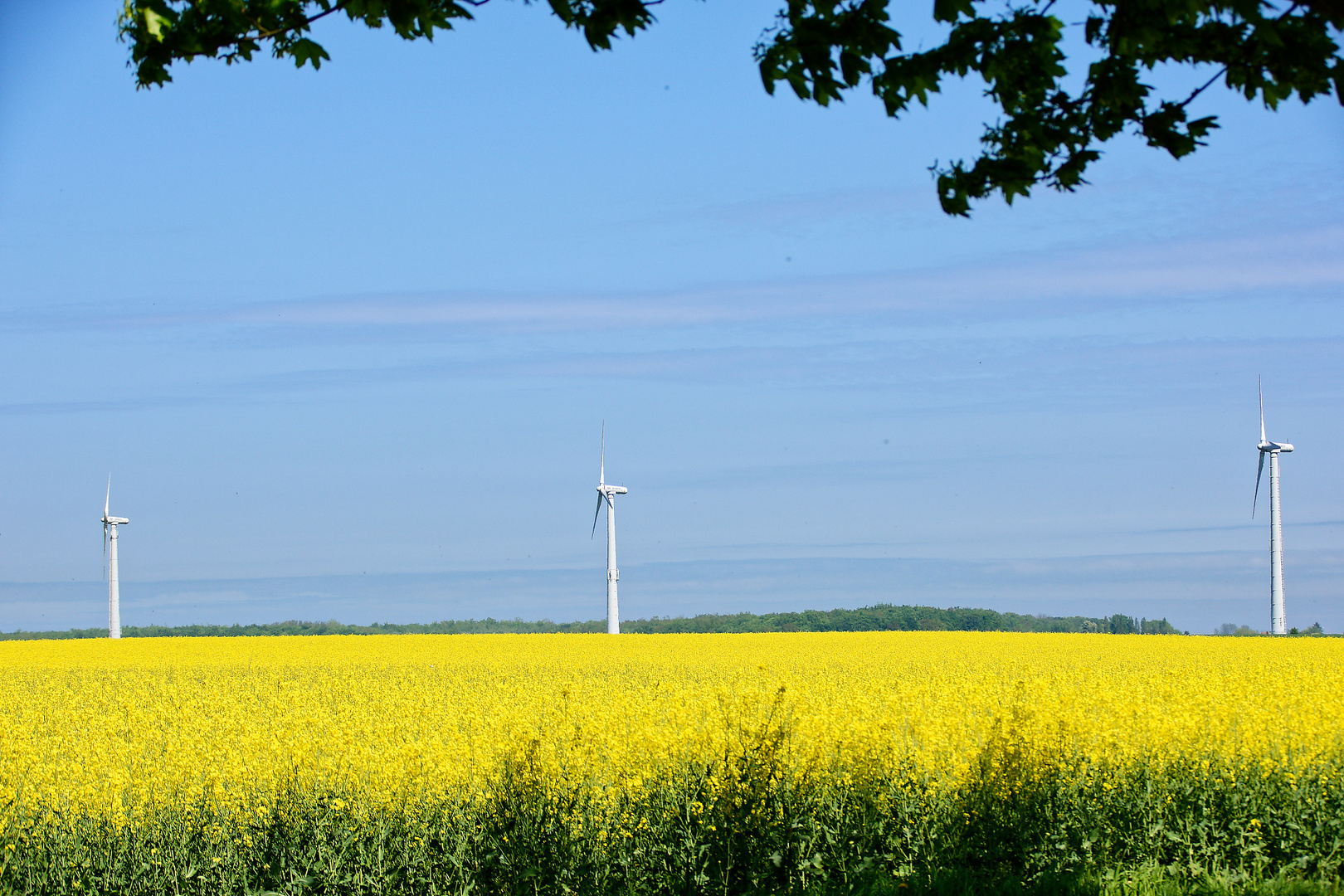 Drei Windräder im Rapsfeld