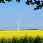 Drei Windräder im Rapsfeld