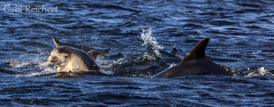 drei Wochen altes Delfinbaby