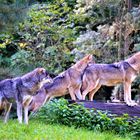 Drei Wölfe 