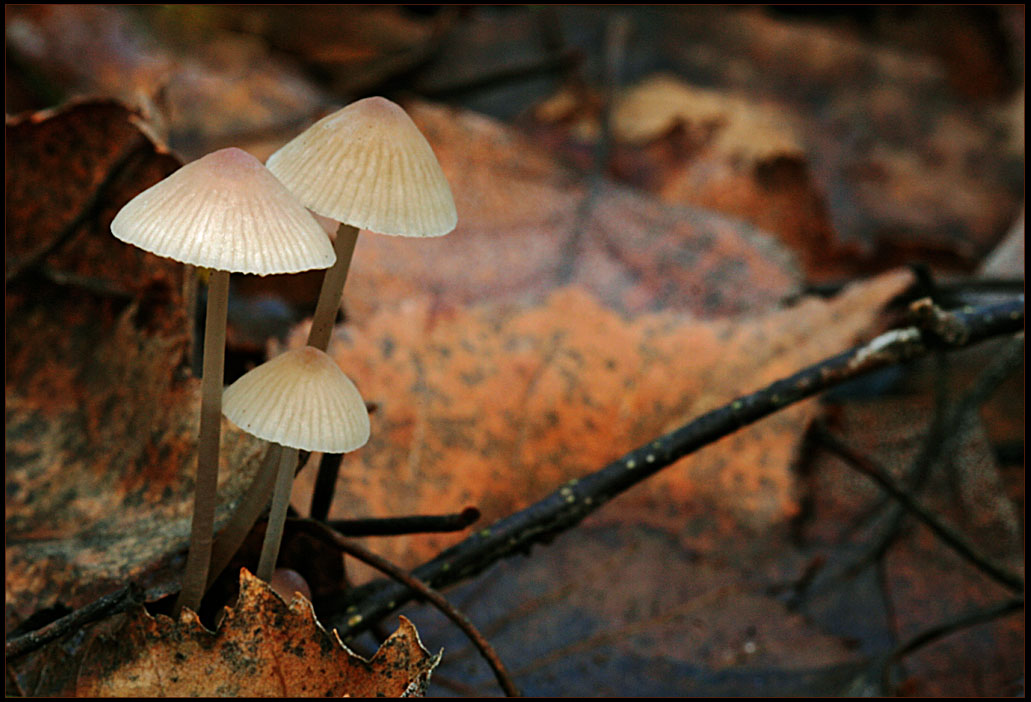 Drei zarte Herbstpilze