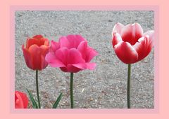 Drei zauberhafte Tulpen