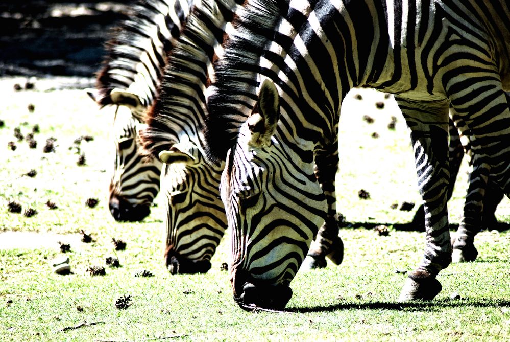 Drei Zebras