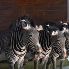 Drei Zebras...die mit den Streifen