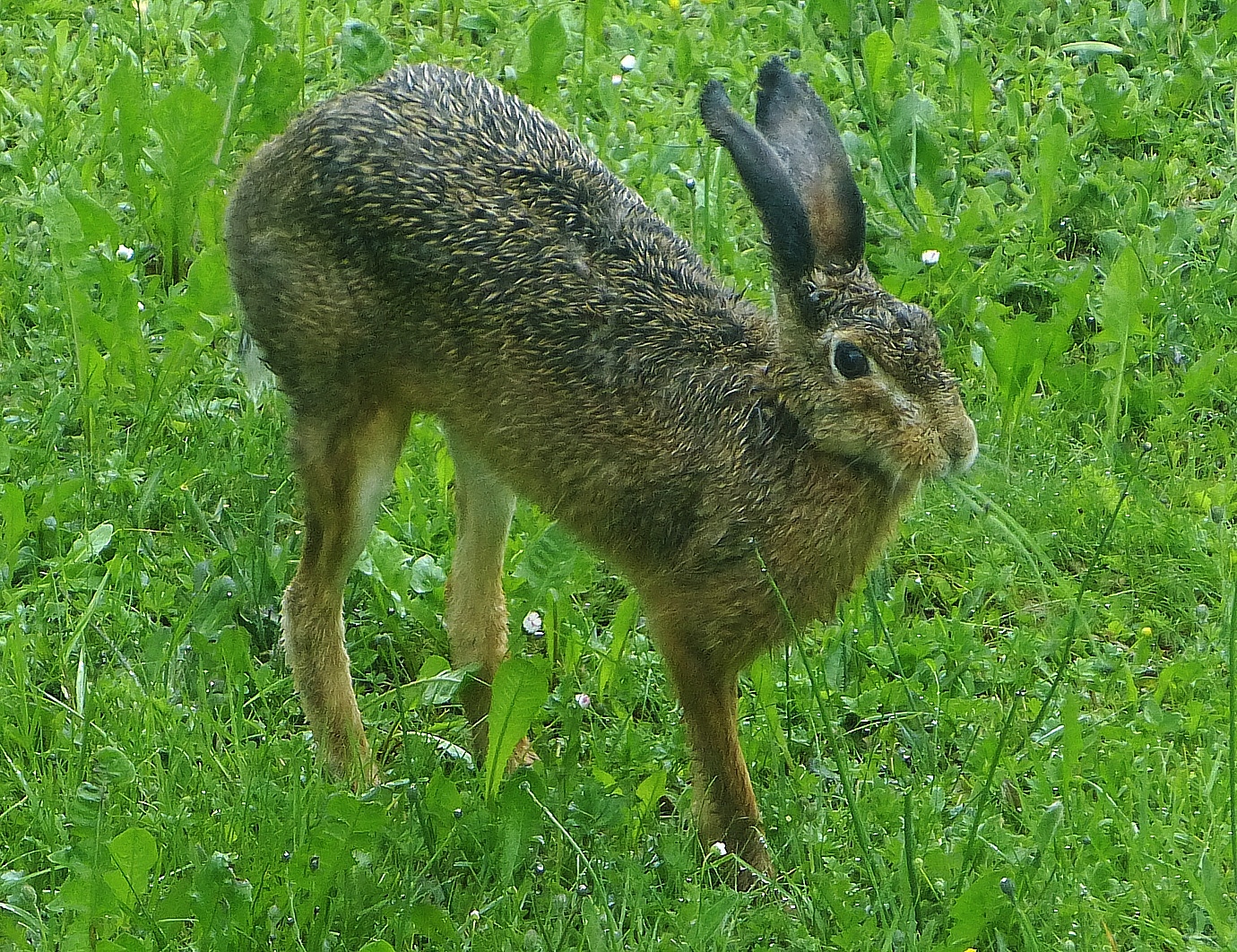 Dreibein im Nieselregen