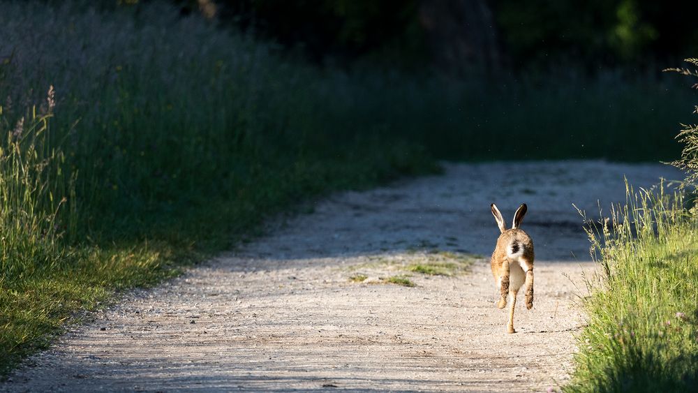 Dreibeinhase gibt Fersengeld