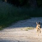 Dreibeinhase gibt Fersengeld