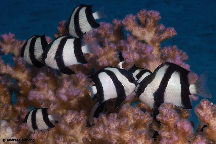 Dreibinden Preußenfische