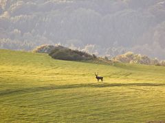 Dreiborner Höhe (12)