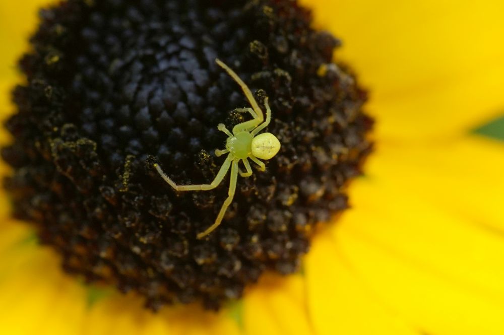 Dreieck-Krabbenspinne