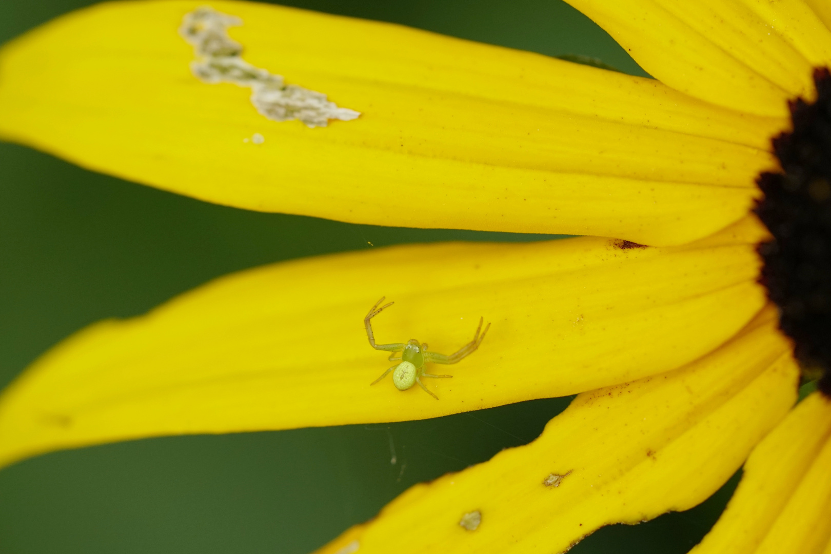 Dreieck-Krabbenspinne 