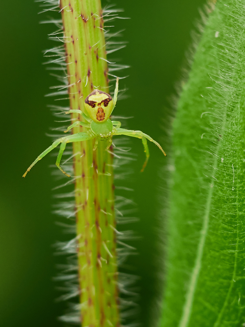 Dreieck-Krabbenspinne