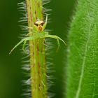 Dreieck-Krabbenspinne