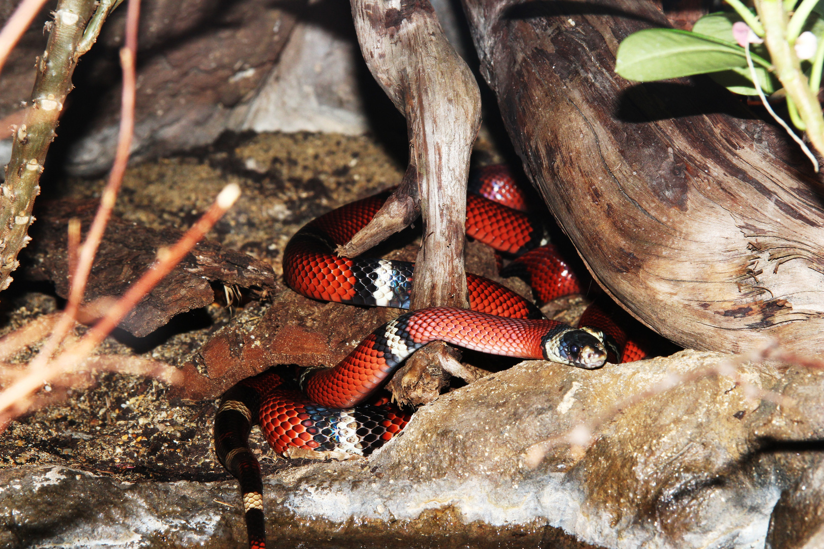 Dreiecksnatter Foto & Bild tiere, zoo, wildpark & falknerei