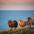 Dreieinhalb Schafe mit Fernweh