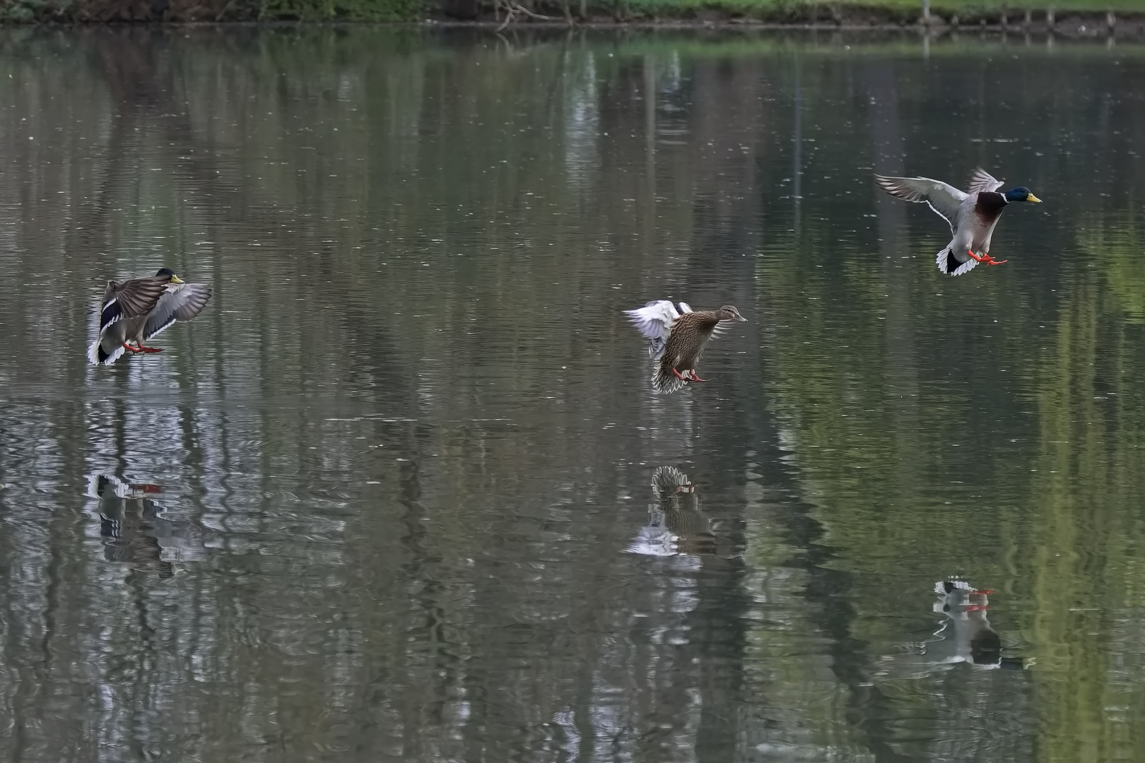 Dreier Gespann im Anflug