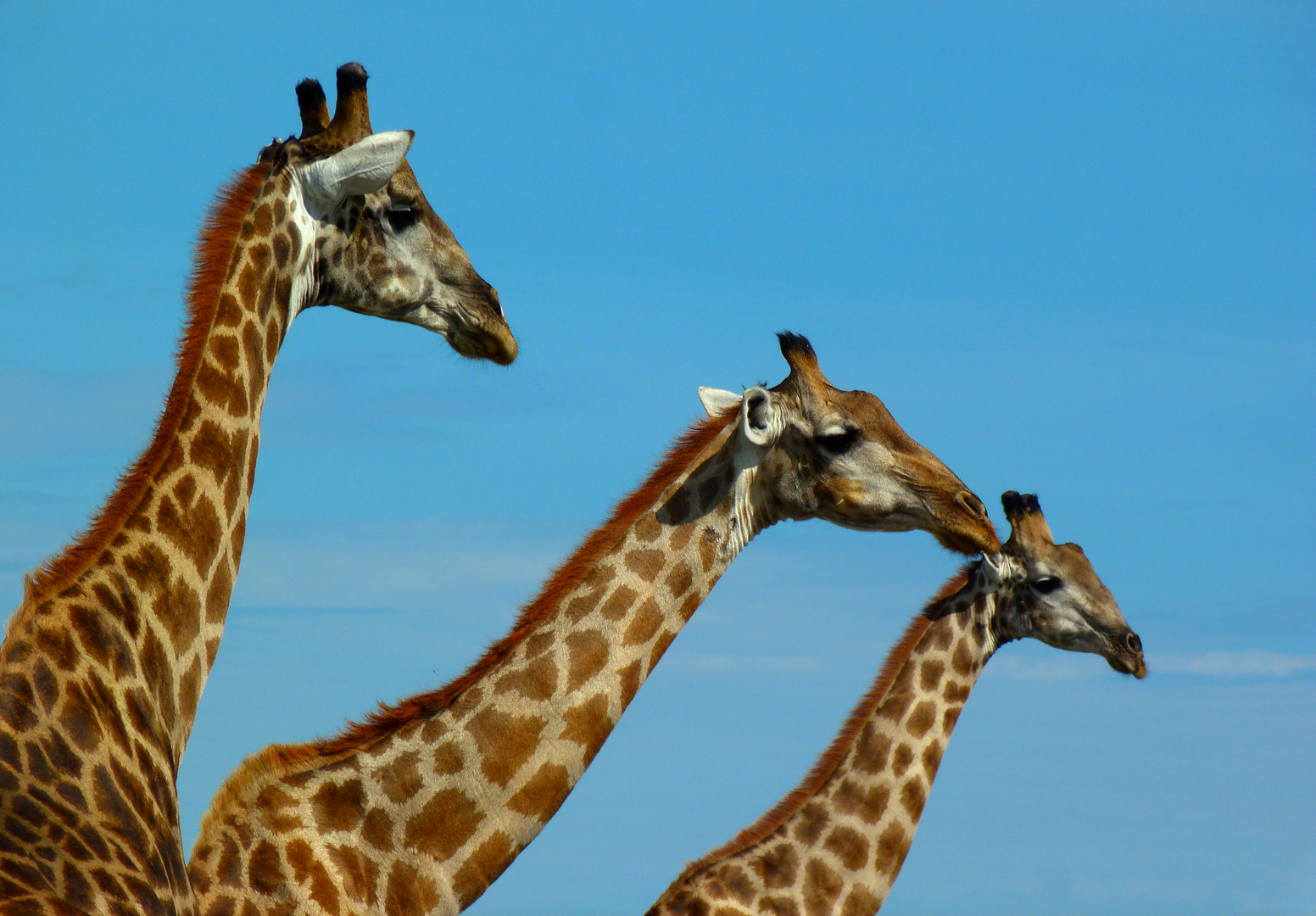 ´Dreiergespann´ im Nxai-Pan-Nationalpark