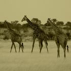 ´Dreiergespann in der Kalahari-wüste´