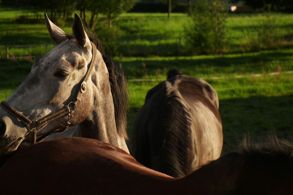 DreierKuscheln im Abendlicht