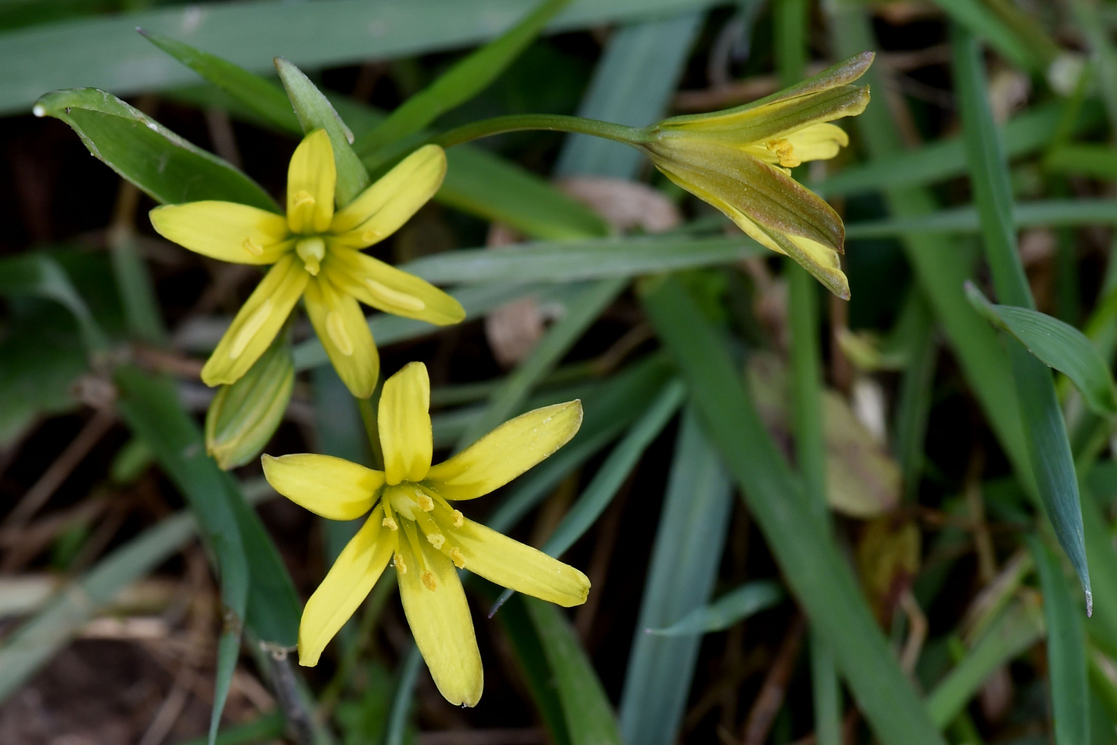 Dreierlei Foto &amp; Bild | makro, natur, frühblüher Bilder auf fotocommunity