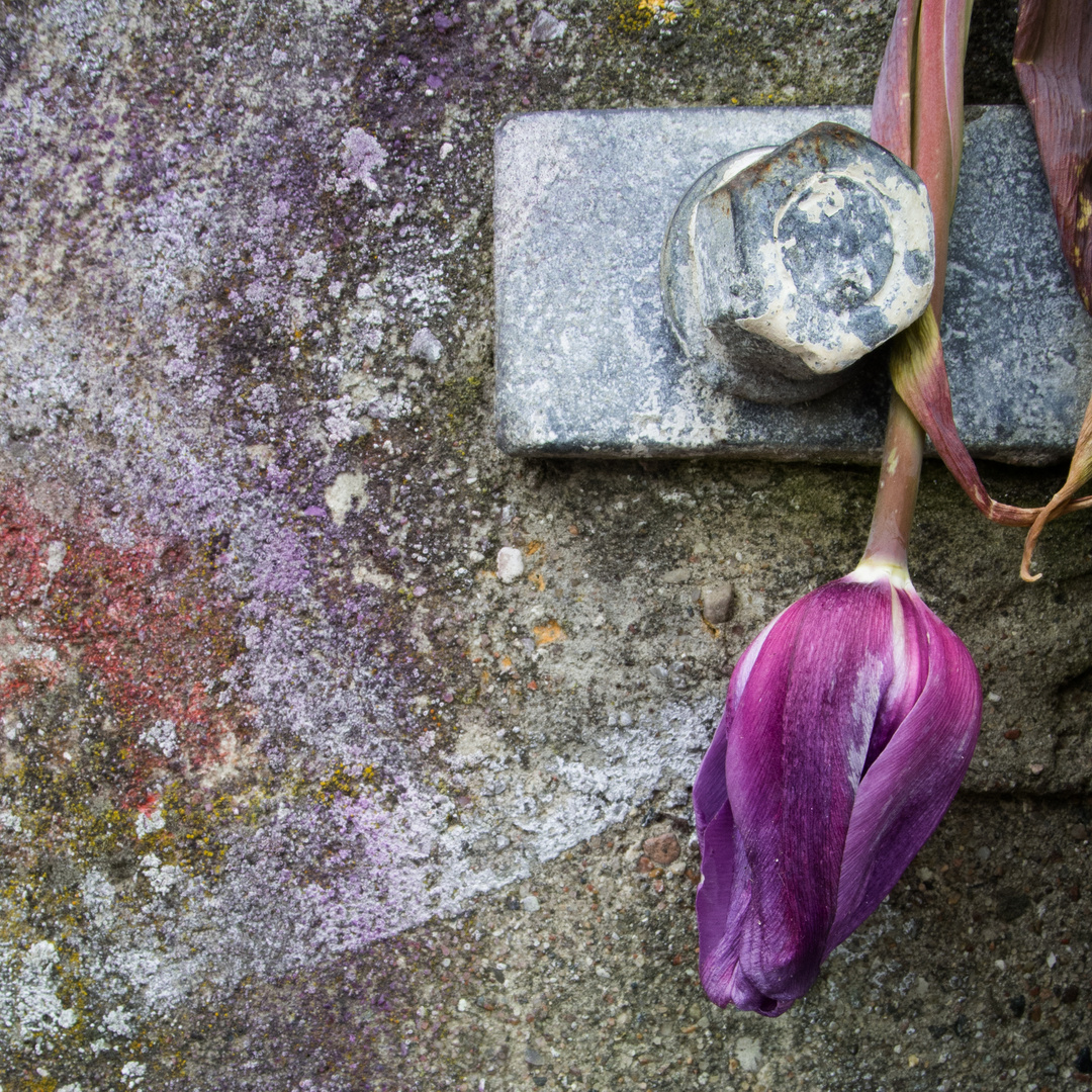 Dreierlei aus Stein, Metall und Tulpe