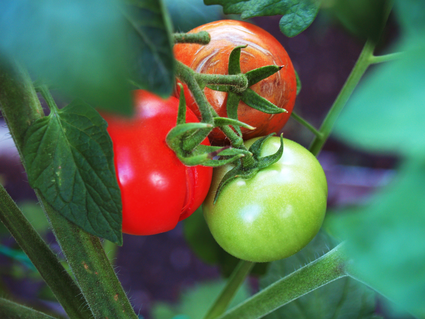 dreierlei Tomate