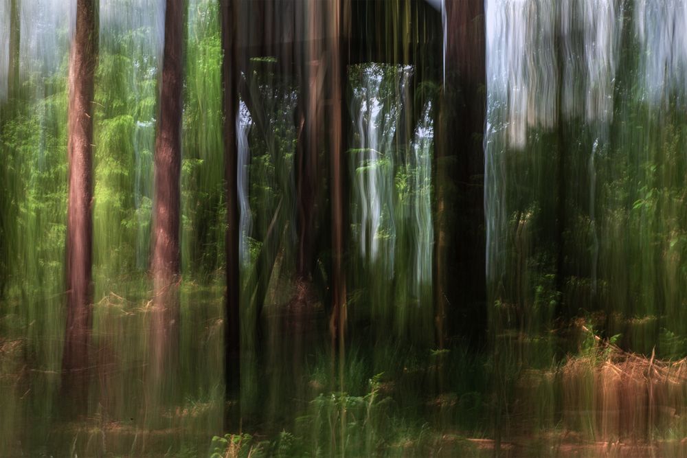 Dreierlei vom Wald - Der Hochstand Foto &amp; Bild | pflanzen, pilze ...