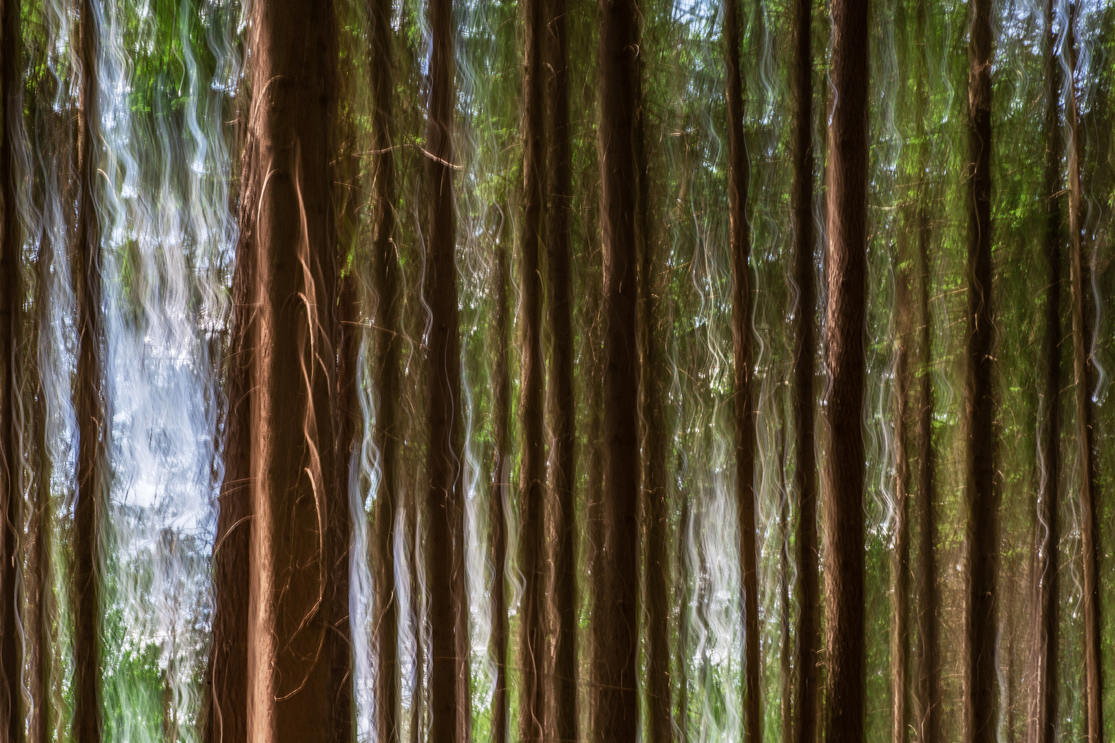 Dreierlei vom Wald - Die Bäume Foto &amp; Bild | pflanzen, pilze &amp; flechten ...
