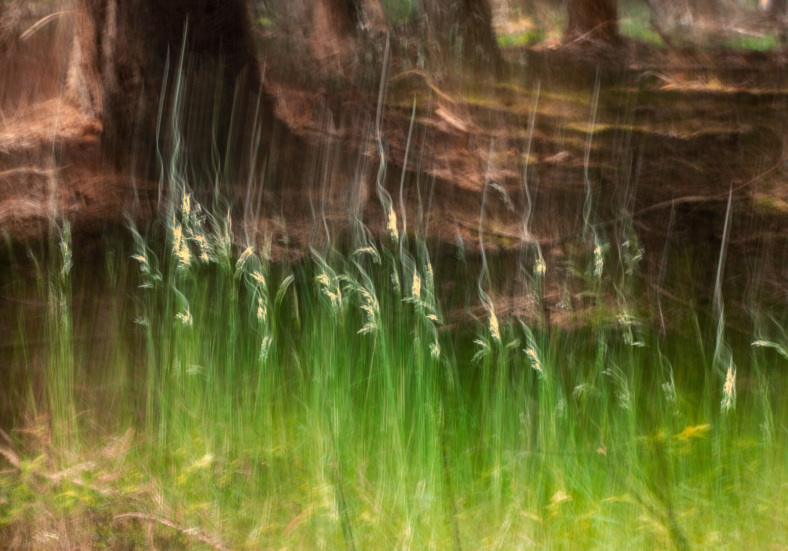 Dreierlei vom Wald - Unterholz Foto &amp; Bild | pflanzen, pilze &amp; flechten ...