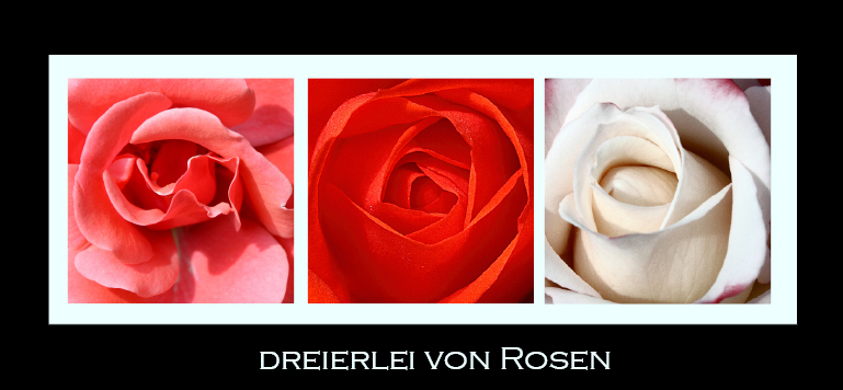 Dreierlei von Rosen