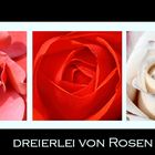 Dreierlei von Rosen