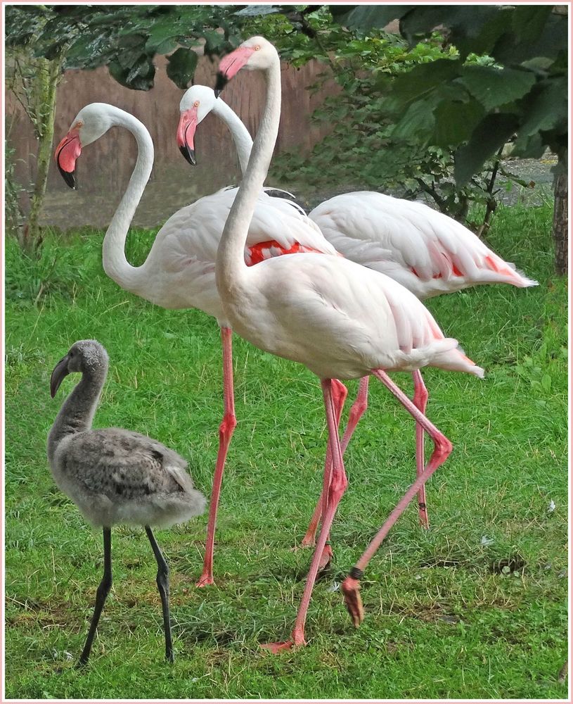 Dreifach behütet (Flamingogehege im Zoo Neuwied)