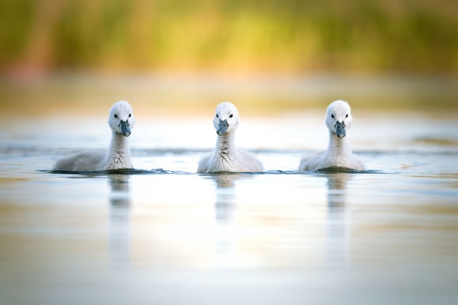 Dreifacher Flauschalarm auf dem Wasser