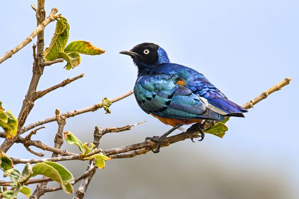 Dreifarben-Glanzstar