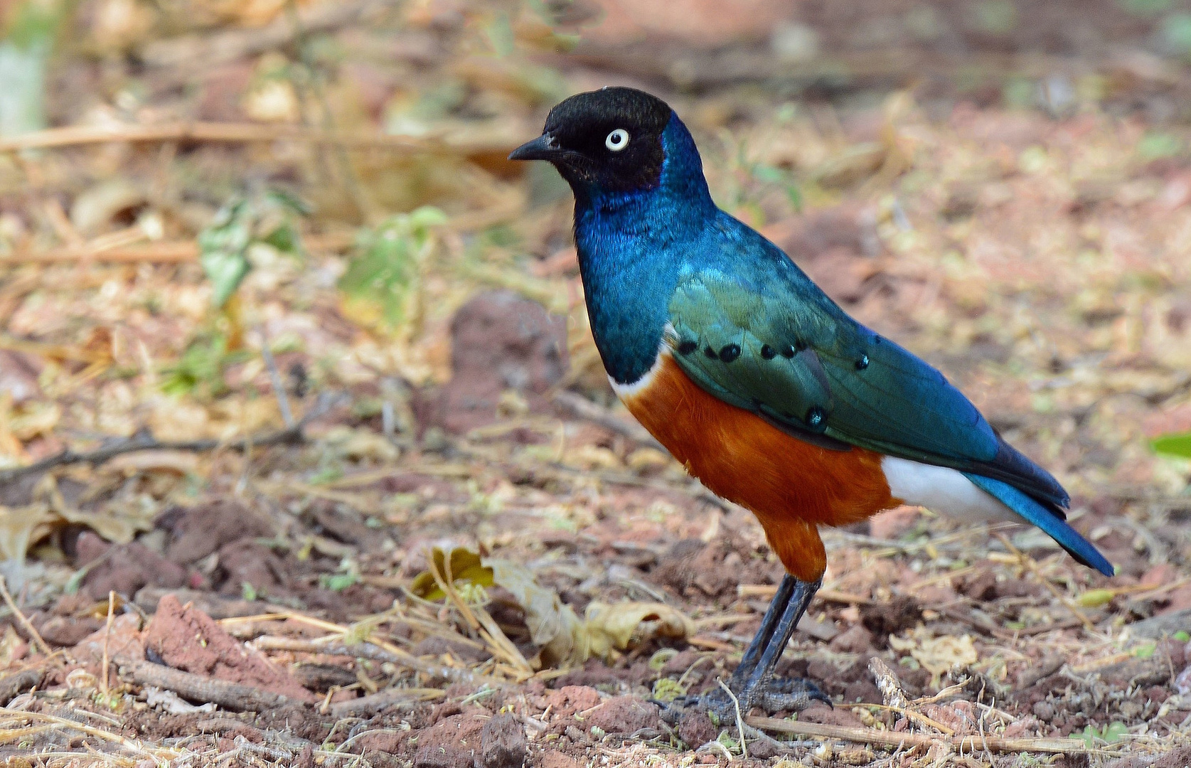 Dreifarben-Glanzstar  -  Lake Manyara NP